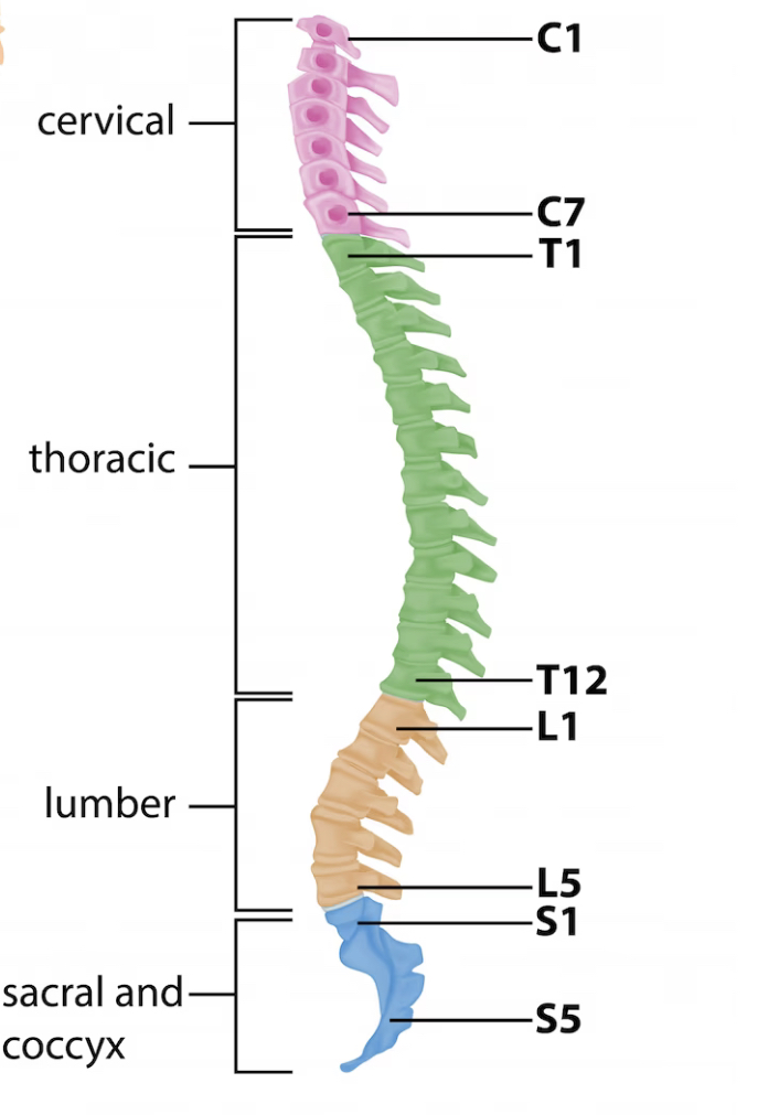 anatomia cervicale per stretching