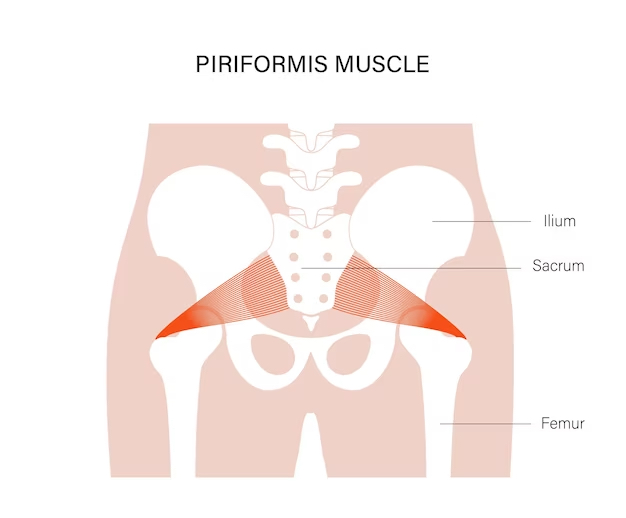 anatomia piriforme