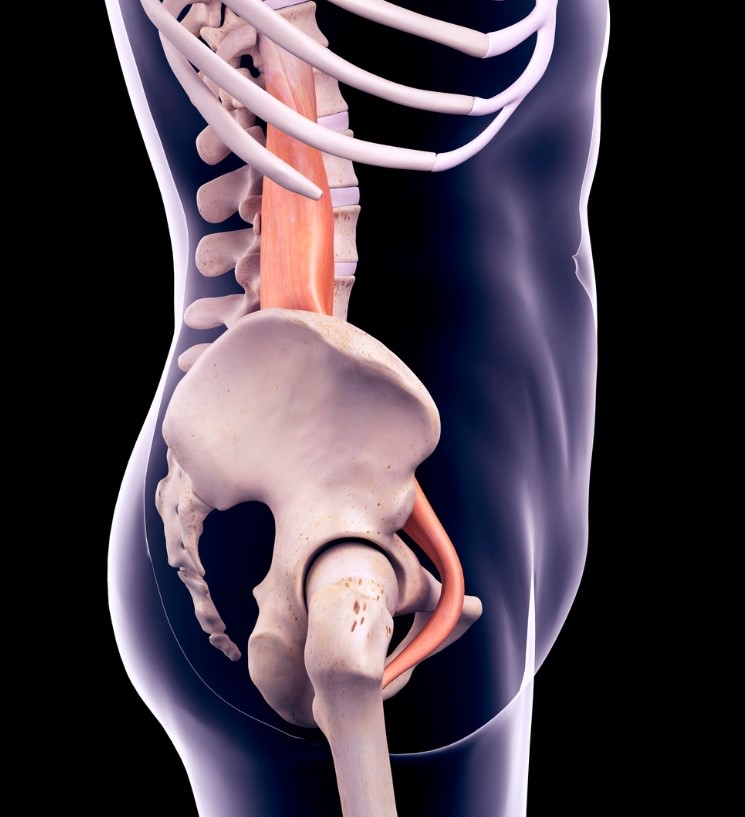 psoas