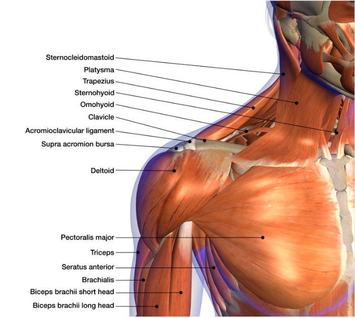 anatomia muscoli pettorali