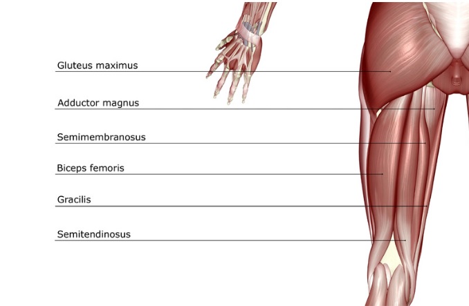 muscoli adduttori